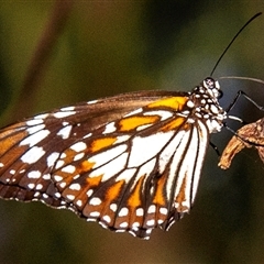 Danaus affinis (Marsh Tiger / Swamp Tiger) at Slade Point, QLD - 27 Feb 2023 by Petesteamer