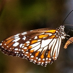 Danaus affinis at Slade Point, QLD - 27 Feb 2023