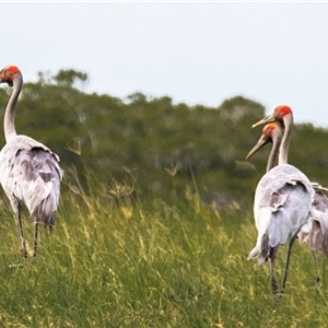 Grus rubicunda (Brolga) at Slade Point, QLD by Petesteamer