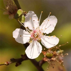 Prunus sp. (A Plum) at Nicholls, ACT - 16 Sep 2024 by ConBoekel