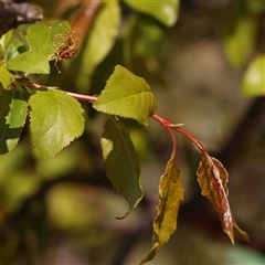 Prunus sp. at Nicholls, ACT - 16 Sep 2024