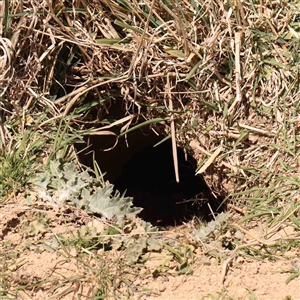 Oryctolagus cuniculus at Nicholls, ACT - 16 Sep 2024