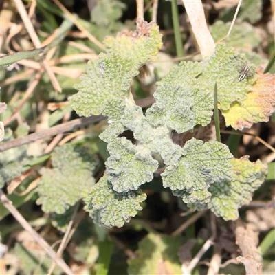 Marrubium vulgare (Horehound) at Nicholls, ACT - 16 Sep 2024 by ConBoekel