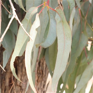 Eucalyptus bridgesiana at Nicholls, ACT - 16 Sep 2024