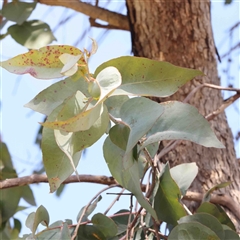 Eucalyptus bridgesiana at Nicholls, ACT - 16 Sep 2024 11:37 AM