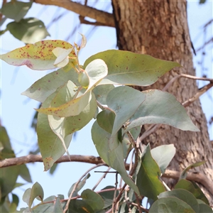 Eucalyptus bridgesiana at Nicholls, ACT - 16 Sep 2024