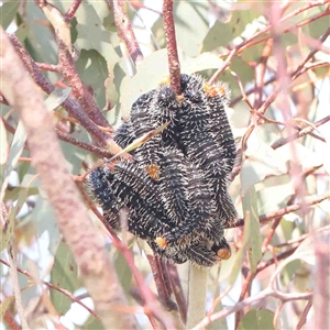 Perga sp. (genus) at Nicholls, ACT - 16 Sep 2024