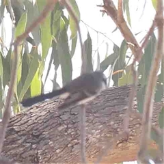 Rhipidura albiscapa (Grey Fantail) at Nicholls, ACT - 16 Sep 2024 by ConBoekel