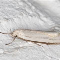 Philobota productella (Pasture Tunnel Moth) at Melba, ACT - 17 Sep 2024 by kasiaaus