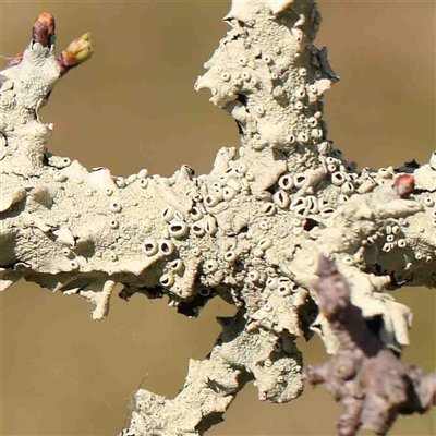 Flavoparmelia sp. (Flavoparmelia Lichen) at Nicholls, ACT - 16 Sep 2024 by ConBoekel