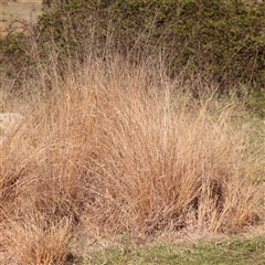 Eragrostis curvula at Nicholls, ACT - 16 Sep 2024