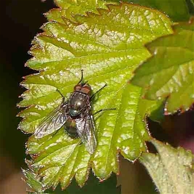 Calliphoridae (family) (Unidentified blowfly) at Nicholls, ACT - 16 Sep 2024 by ConBoekel