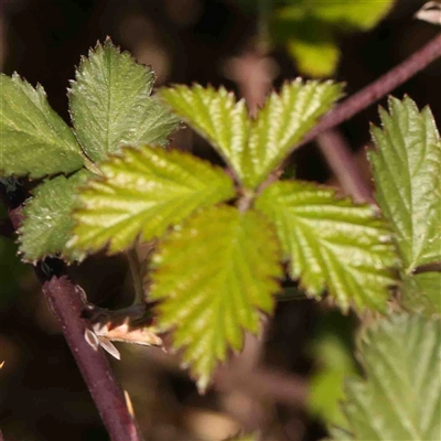 Rubus anglocandicans (Blackberry) at Nicholls, ACT - 16 Sep 2024 by ConBoekel