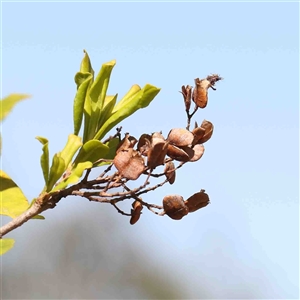 Bursaria spinosa at Nicholls, ACT - 16 Sep 2024