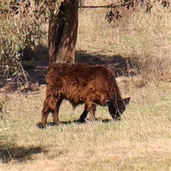 Bos taurus (Wild Cattle) at Nicholls, ACT - 16 Sep 2024 by ConBoekel