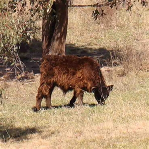 Bos taurus at Nicholls, ACT - 16 Sep 2024 11:43 AM