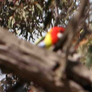 Platycercus eximius at Nicholls, ACT - 16 Sep 2024