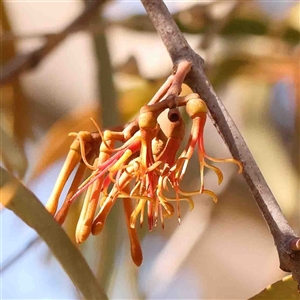 Amyema miquelii at Nicholls, ACT - 16 Sep 2024