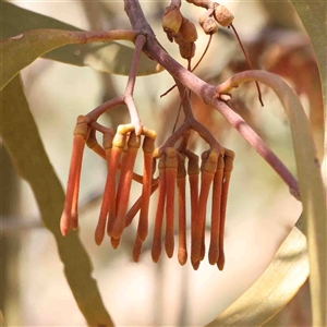 Amyema miquelii at Nicholls, ACT - 16 Sep 2024