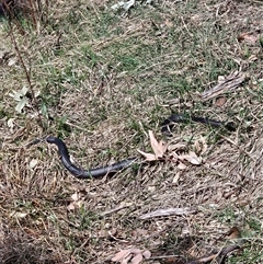 Pseudechis porphyriacus (Red-bellied Black Snake) at Greenway, ACT - 7 Sep 2024 by ChrisHolder