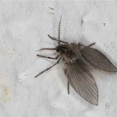 Psychodidae sp. (family) (Moth Fly, Drain Fly) at Melba, ACT - 17 Sep 2024 by kasiaaus