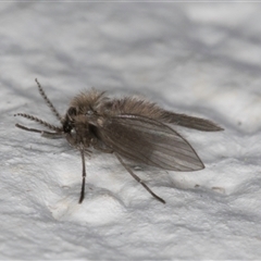 Psychodidae sp. (family) at Melba, ACT - 17 Sep 2024