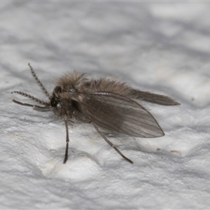 Psychodidae sp. (family) at Melba, ACT - 17 Sep 2024