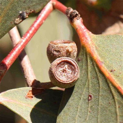 Eucalyptus melliodora (Yellow Box) at Nicholls, ACT - 16 Sep 2024 by ConBoekel