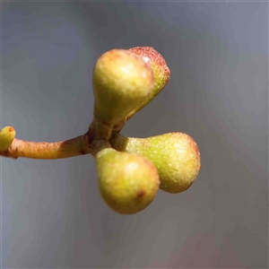 Eucalyptus melliodora at Nicholls, ACT - 16 Sep 2024