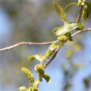 Salix matsudana at Nicholls, ACT - 16 Sep 2024 11:50 AM