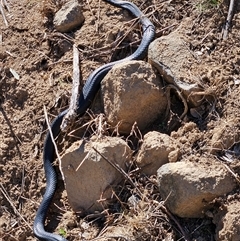 Pseudechis porphyriacus (Red-bellied Black Snake) at Greenway, ACT - 7 Sep 2024 by ChrisHolder