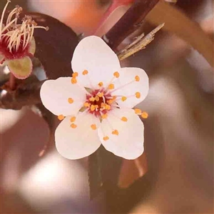 Prunus cerasifera at Nicholls, ACT - 16 Sep 2024 11:55 AM