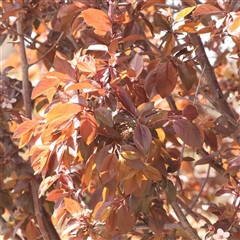 Prunus cerasifera at Nicholls, ACT - 16 Sep 2024 11:55 AM