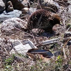 Tachyglossus aculeatus (Short-beaked Echidna) at Tharwa, ACT - 9 Sep 2024 by ChrisHolder