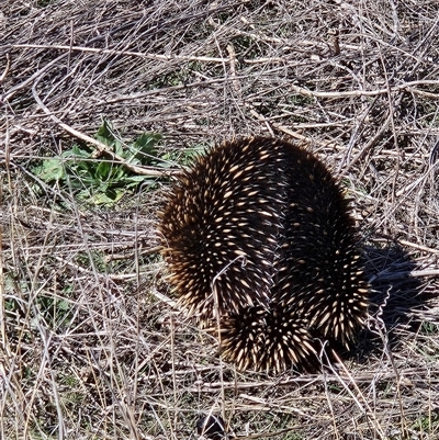 Tachyglossus aculeatus (Short-beaked Echidna) at Tharwa, ACT - 9 Sep 2024 by ChrisHolder