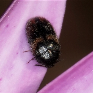 Eurhopalus froggatti at Melba, ACT - 17 Sep 2024