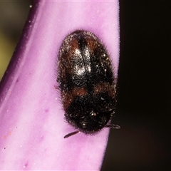 Eurhopalus froggatti at Melba, ACT - 17 Sep 2024