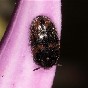 Eurhopalus froggatti at Melba, ACT - 17 Sep 2024