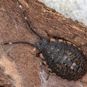 Diemenia rubromarginata at Melba, ACT - 17 Sep 2024