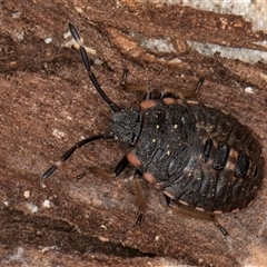 Diemenia rubromarginata at Melba, ACT - 17 Sep 2024