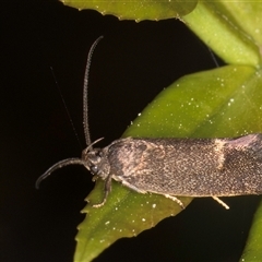 Leistomorpha brontoscopa (A concealer moth) at Melba, ACT - 17 Sep 2024 by kasiaaus