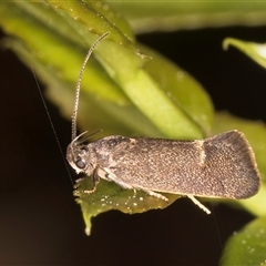 Leistomorpha brontoscopa at Melba, ACT - 17 Sep 2024