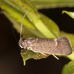 Leistomorpha brontoscopa at Melba, ACT - 17 Sep 2024 12:30 PM