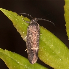 Leistomorpha brontoscopa at Melba, ACT - 17 Sep 2024 12:30 PM