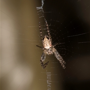 Araneus dimidiatus at Melba, ACT - 17 Sep 2024