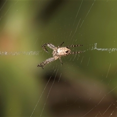 Araneus dimidiatus at Melba, ACT - 17 Sep 2024