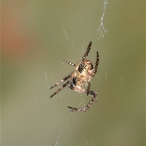 Araneus dimidiatus at Melba, ACT - 17 Sep 2024