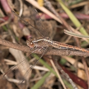 Diplacodes bipunctata at Flynn, ACT - 17 Sep 2024