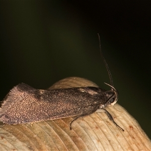 Leistomorpha brontoscopa at Melba, ACT - 17 Sep 2024