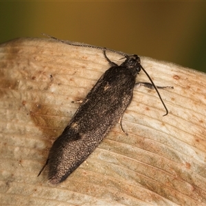 Leistomorpha brontoscopa at Melba, ACT - 17 Sep 2024